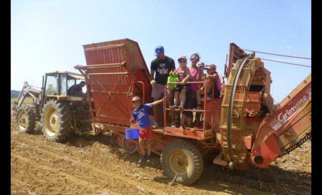 c-est-la-fete-de-la-patate-1535045643